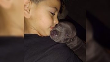 El desesperado pedido de una madre para recuperar el perrito robado de su hijo en La Banda