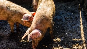 En vísperas de la Navidad, le robaron dos chanchos de 70 kilos de su corral