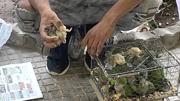 Indignación de una bandeña por un hombre que vendía catas en pleno centro: “La comercialización de la fauna silvestre es un delito”