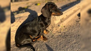 Buscan intensamente a “Simona”, una perrita perdida en el barrio 8 de Abril