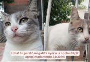 La Banda: desesperada búsqueda de la gatita “Micha” en el barrio San Martín