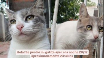 La Banda: desesperada búsqueda de la gatita “Micha” en el barrio San Martín