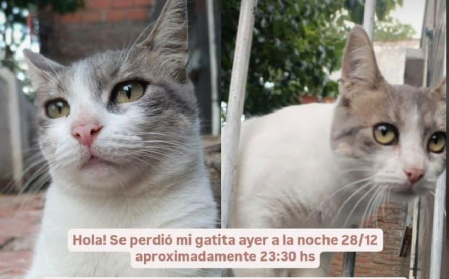 La Banda: desesperada búsqueda de la gatita “Micha” en el barrio San Martín