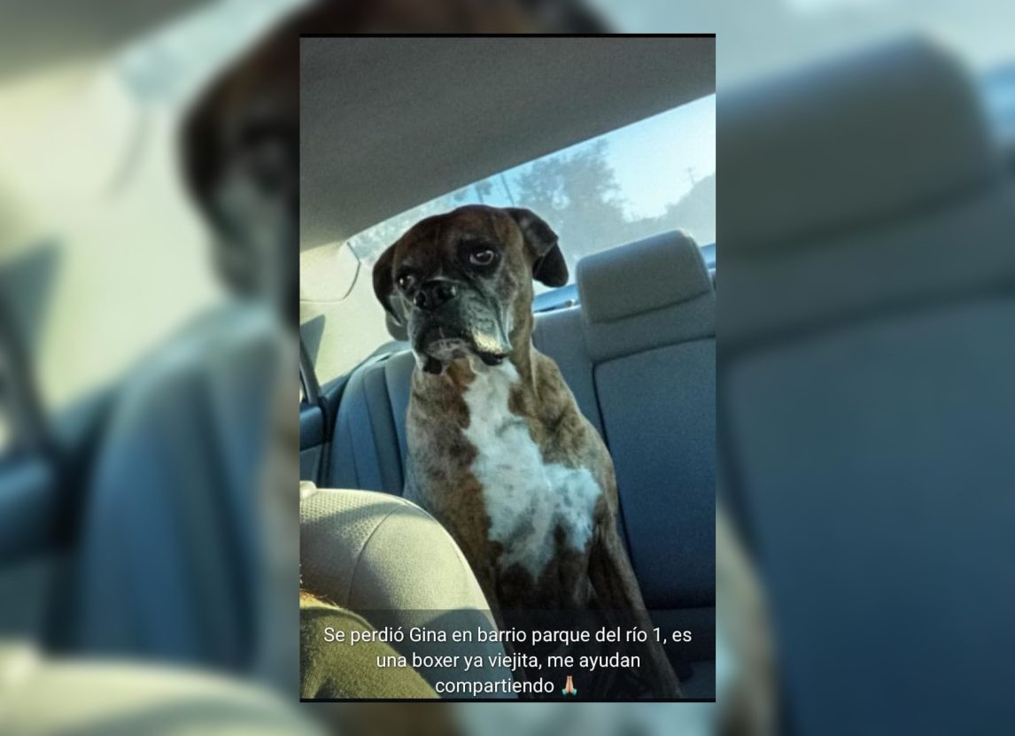 Una familia pide datos certeros sobre “Gina”, una perrita que se perdió en el Parque del Río I