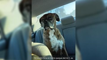 Una familia pide datos certeros sobre “Gina”, una perrita que se perdió en el Parque del Río I
