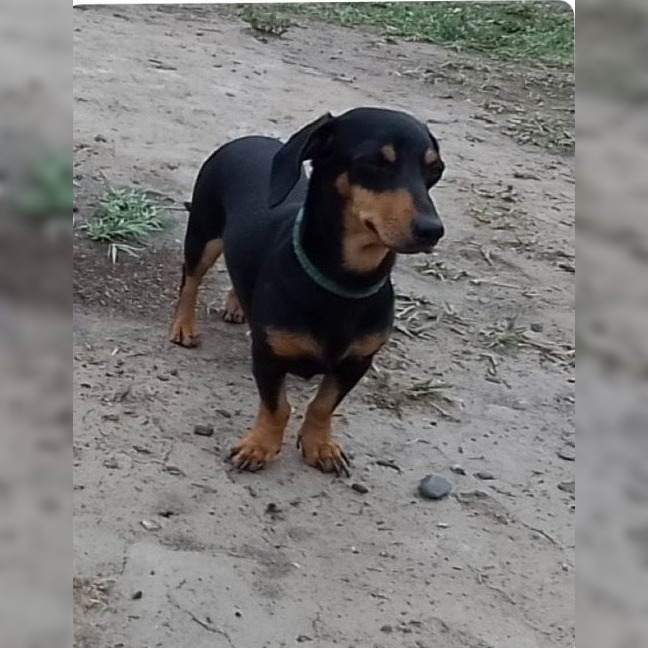 Ofrecen recompensa por “Flor”, una perrita salchicha que se extravió en Forres