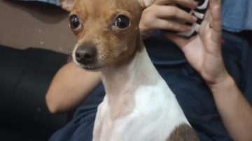 Buscan desesperadamente a “Mamita”, una perrita robada en el barrio Independencia