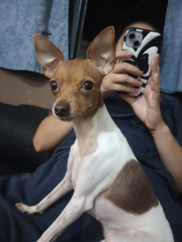 Buscan desesperadamente a “Mamita”, una perrita robada en el barrio Independencia