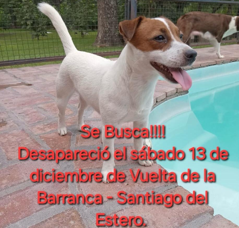 Desesperada búsqueda por un perrito desaparecido en la Vuelta de la Barranca