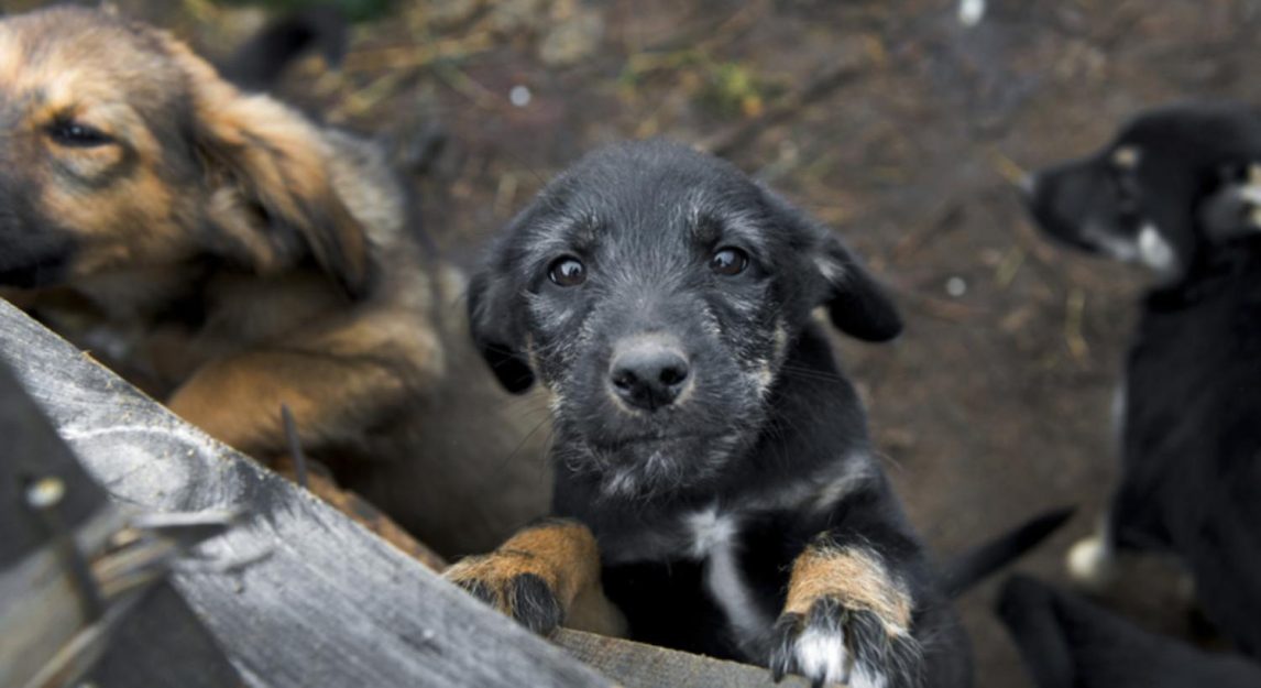 Desalmado sujeto embolsó a un cachorro y lo tiró en la Ruta 8