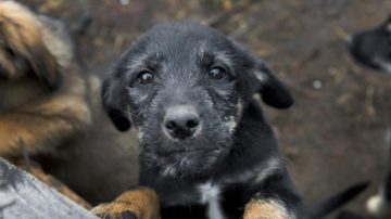 Desalmado sujeto embolsó a un cachorro y lo tiró en la Ruta 8