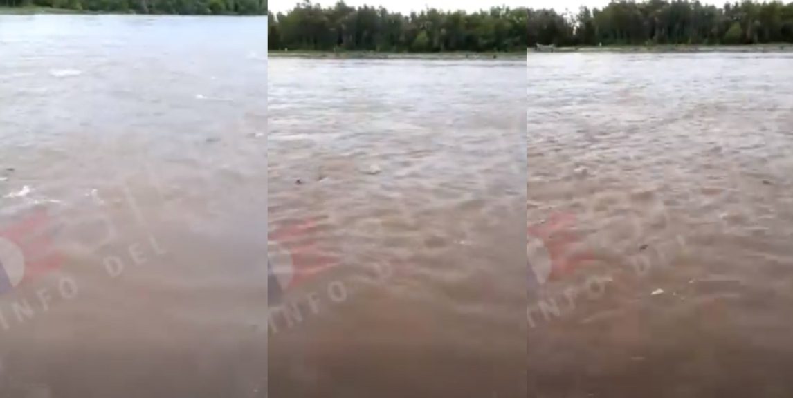 Comenzó la temporada de desove en el río Dulce, fenómeno clave para la reproducción