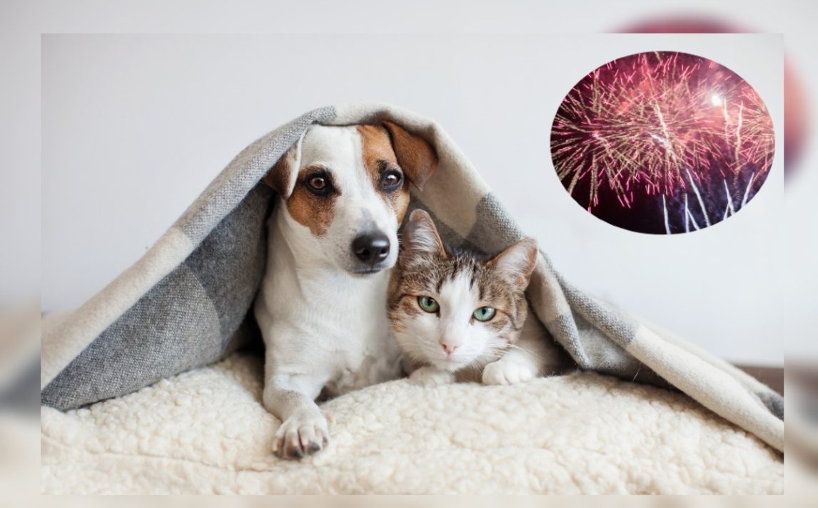 ¿Cómo evitar que mi perro o gato se altere con la pirotecnia durante las celebraciones de Año Nuevo?