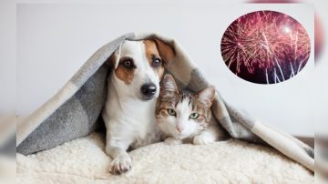 ¿Cómo evitar que mi perro o gato se altere con la pirotecnia durante las celebraciones de Año Nuevo?
