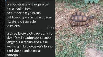 Dos tortugas “escapistas” desataron un gran escándalo entre vecinos del Saint Germés