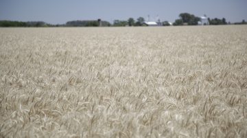 El Gobierno oficializó la baja de las retenciones para el campo