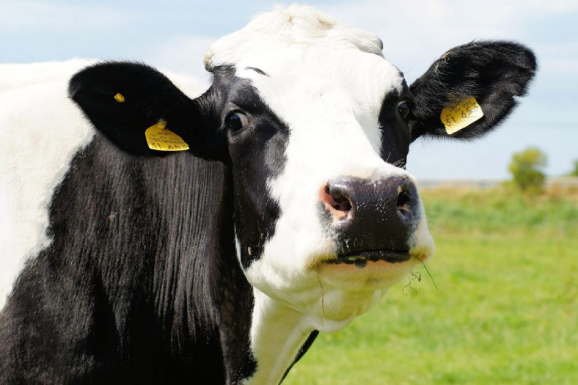 Tras un año desaparecida, una vaca desató un insólito conflicto en Tintina