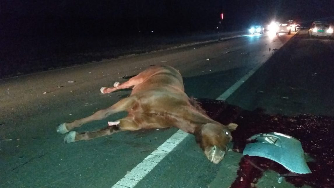 Domingo trágico: un joven de 21 años perdió la vida tras chocar contra un caballo