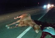 Domingo trágico: un joven de 21 años perdió la vida tras chocar contra un caballo