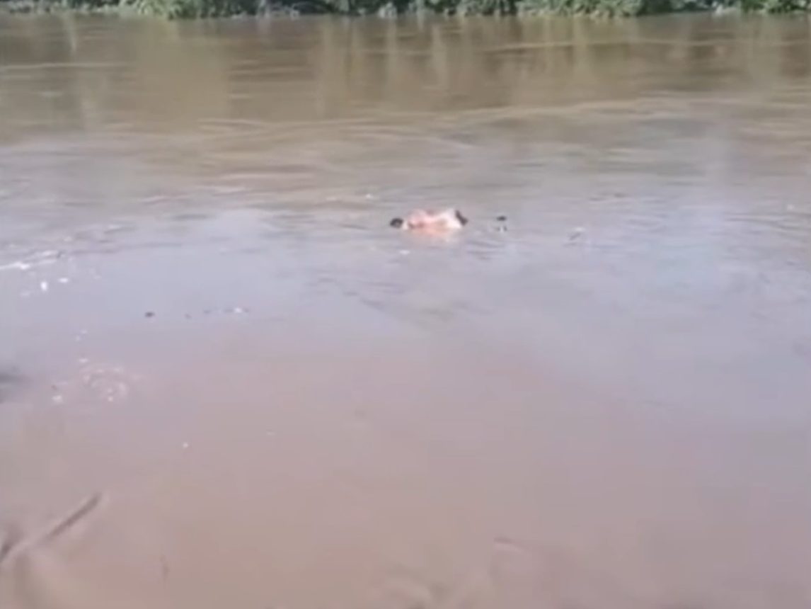 Vecinos de Los Leales afirman haber visto un cuerpo flotando en las aguas del río Salí