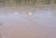 Vecinos de Los Leales afirman haber visto un cuerpo flotando en las aguas del río Salí