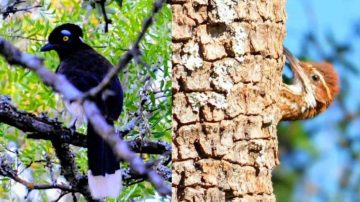 Tesoro natural: registran 90 especies de aves en la primera expedición del año al Parque Nacional Copo