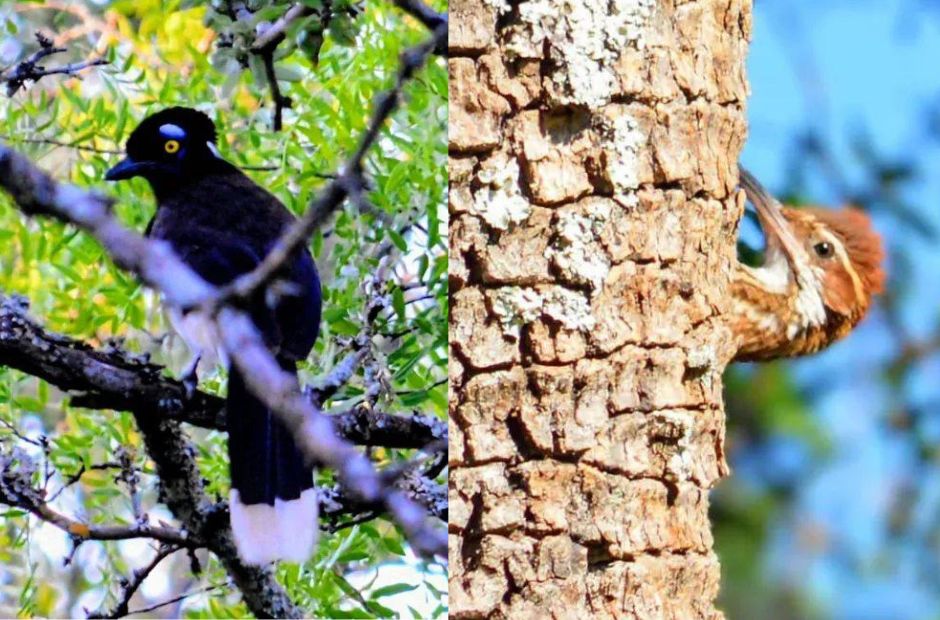 Tesoro natural: registran 90 especies de aves en la primera expedición del año al Parque Nacional Copo