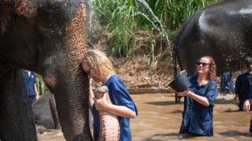 Este año abrira en Portugal el primer gran santuario de elefantes rescatados