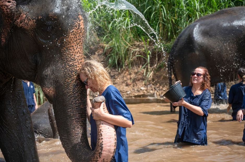 Este año abrira en Portugal el primer gran santuario de elefantes rescatados