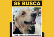 Intensa búsqueda de un perro perdido en la zona de Congreso y Colón