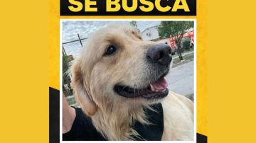 Intensa búsqueda de un perro perdido en la zona de Congreso y Colón