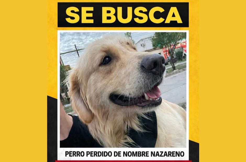 Intensa búsqueda de un perro perdido en la zona de Congreso y Colón