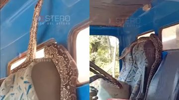 Susto en Monte Quemado: una ampalagua gigante sorprendió a camioneros dentro de la cabina