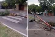 Descontrol en Av. Belgrano: derribó una palmera y un poste, huyó y fue interceptado