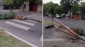 Descontrol en Av. Belgrano: derribó una palmera y un poste, huyó y fue interceptado