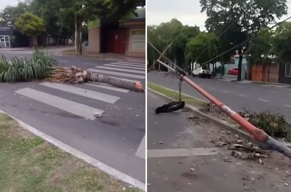 Descontrol en Av. Belgrano: derribó una palmera y un poste, huyó y fue interceptado