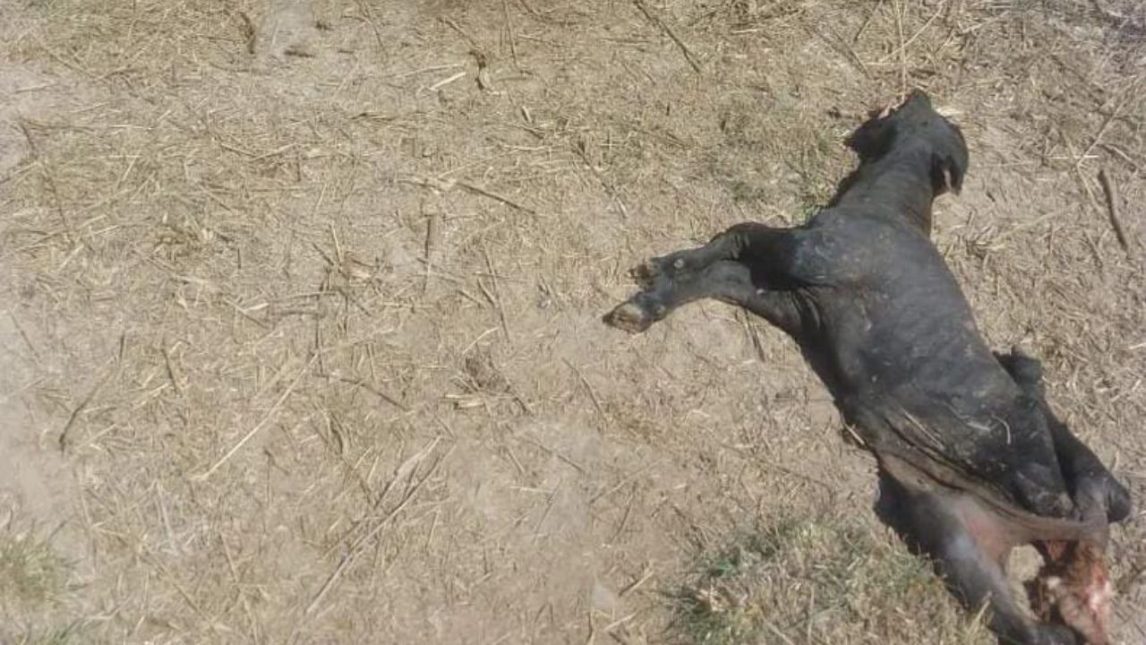 Guasayán: cómo “panchos” por su casa faenaron cuatro vacas y se llevaron la carne