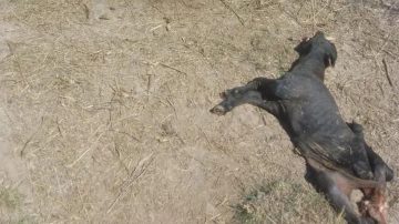 Guasayán: cómo “panchos” por su casa faenaron cuatro vacas y se llevaron la carne