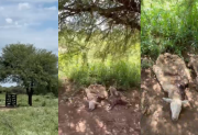Abandono y crueldad en el campo: el miedo y dolor de una familia a la que le roban y matan los animales en Sol de Julio
