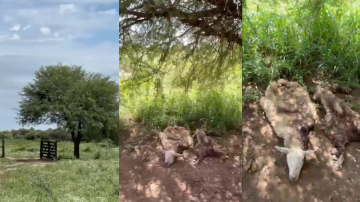 Abandono y crueldad en el campo: el miedo y dolor de una familia a la que le roban y matan los animales en Sol de Julio