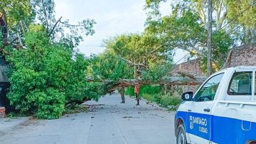 Cayó un eucalipto de grandes dimensiones en Estudiantes y dañó la tapia perimetral