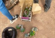 Comercialización ilegal de fauna: emiten alerta en la temporada en que loros bebés salen del nido