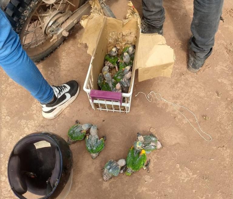 Comercialización ilegal de fauna: emiten alerta en la temporada en que loros bebés salen del nido