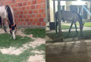 Preocupación en Villa del Carmen por caballos sueltos: “Casi pisaron a una nena”