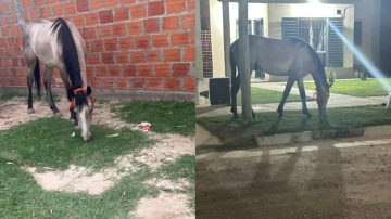 Preocupación en Villa del Carmen por caballos sueltos: “Casi pisaron a una nena”