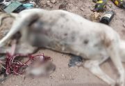Crueldad extrema: joven con antecedentes mató a una perra preñada y a su cachorro