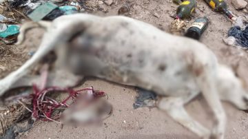 Crueldad extrema: joven con antecedentes mató a una perra preñada y a su cachorro