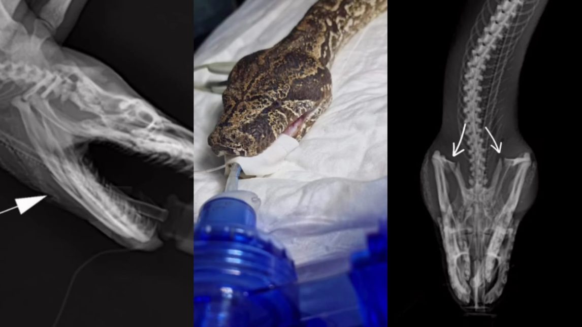 “Intentaron matarla y como no pudieron, buscaron ayuda”: luchan por salvar a una lampalagua que fue atacada a palazos