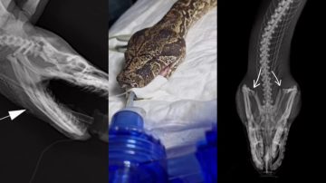 “Intentaron matarla y como no pudieron, buscaron ayuda”: luchan por salvar a una lampalagua que fue atacada a palazos