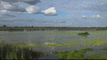 Aparición masiva de algas en el río Dulce genera sorpresa y preocupación